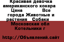 Красивая девочка американского кокера › Цена ­ 35 000 - Все города Животные и растения » Собаки   . Московская обл.,Котельники г.